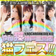 オールタイム開催【猫フェス】お得に気持ち良く！|やんちゃな子猫神戸三宮