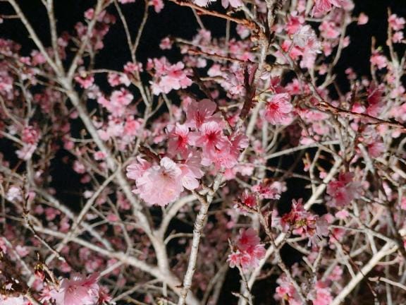 「ご報告‎」03/22(土) 03:33 | りのの写メ