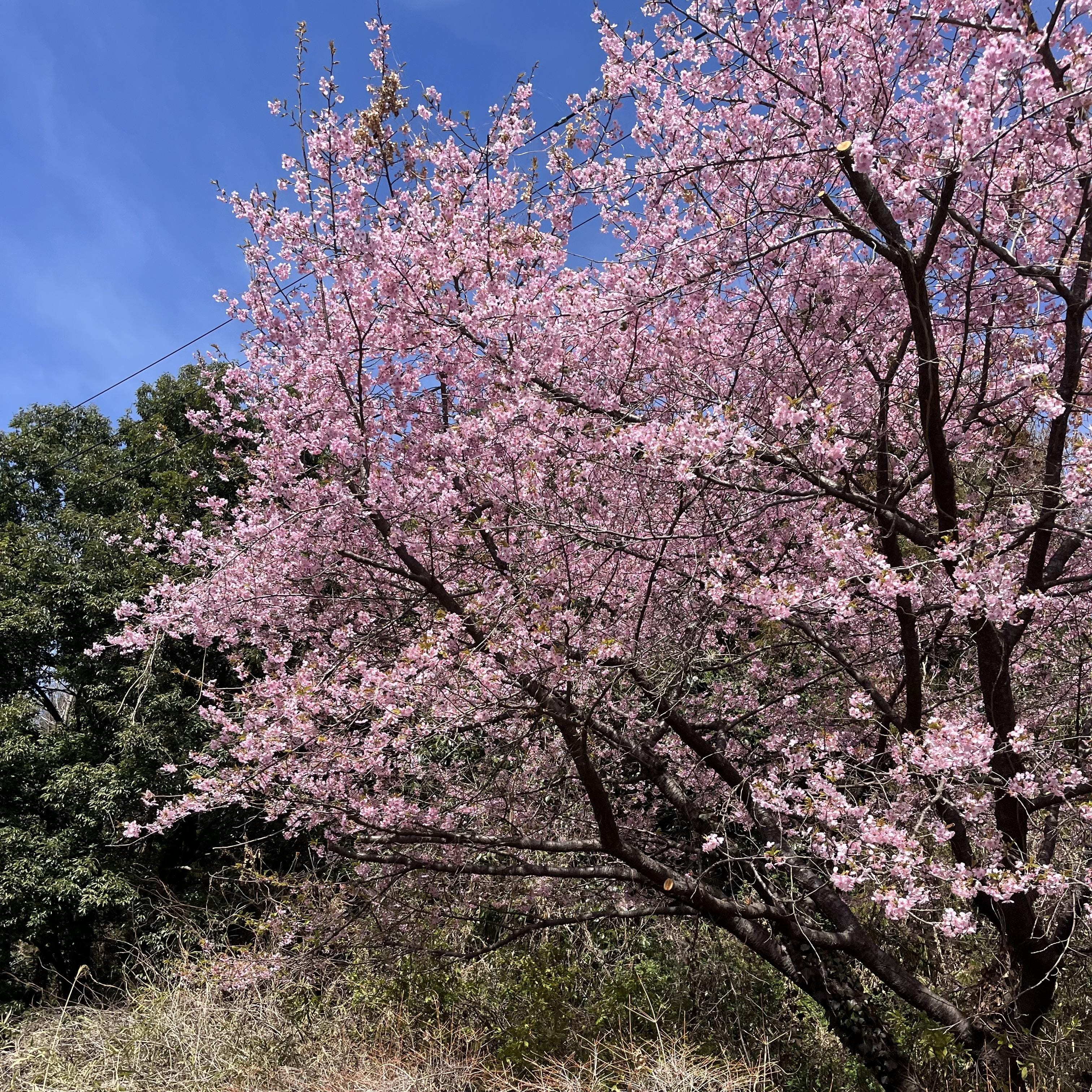 「こんばんは！」03/27(木) 19:33 | 今井の写メ