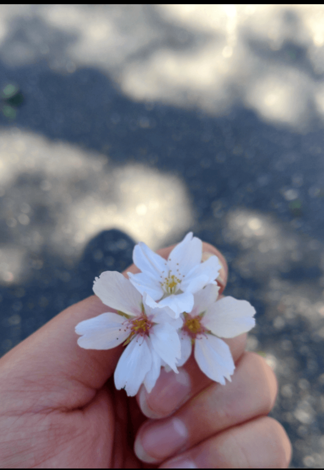 「お久しぶりでーす」04/06(日) 12:43 | こはるの写メ日記