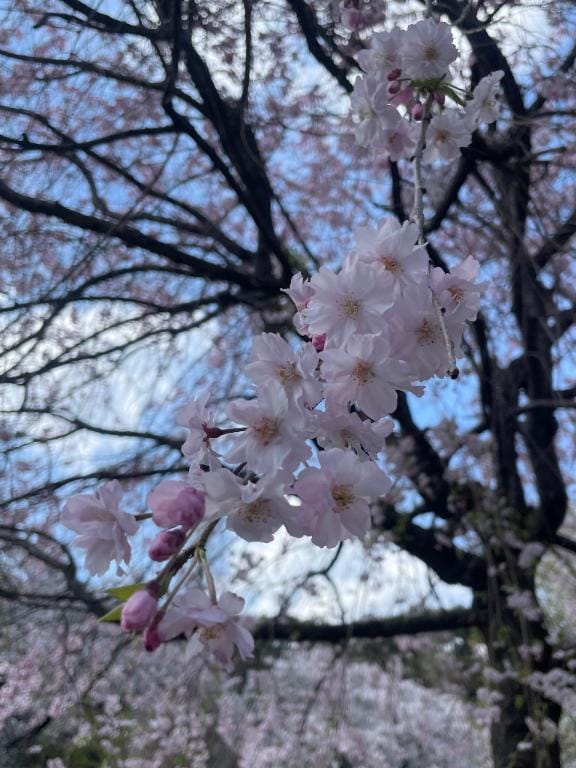 「誘われた~」04/10(木) 17:30 | ちとせの写メ