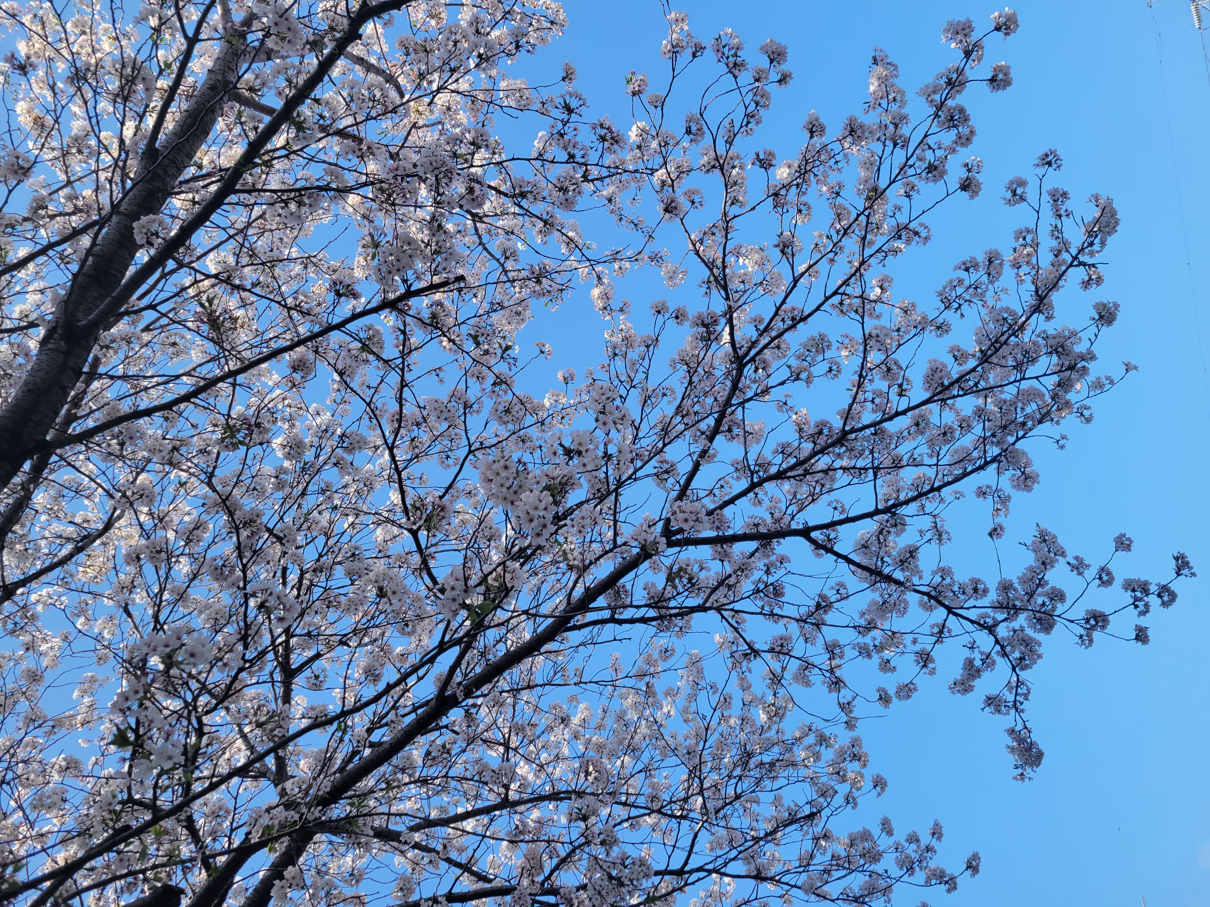 「満開」04/13(日) 11:49 | まなの写メ