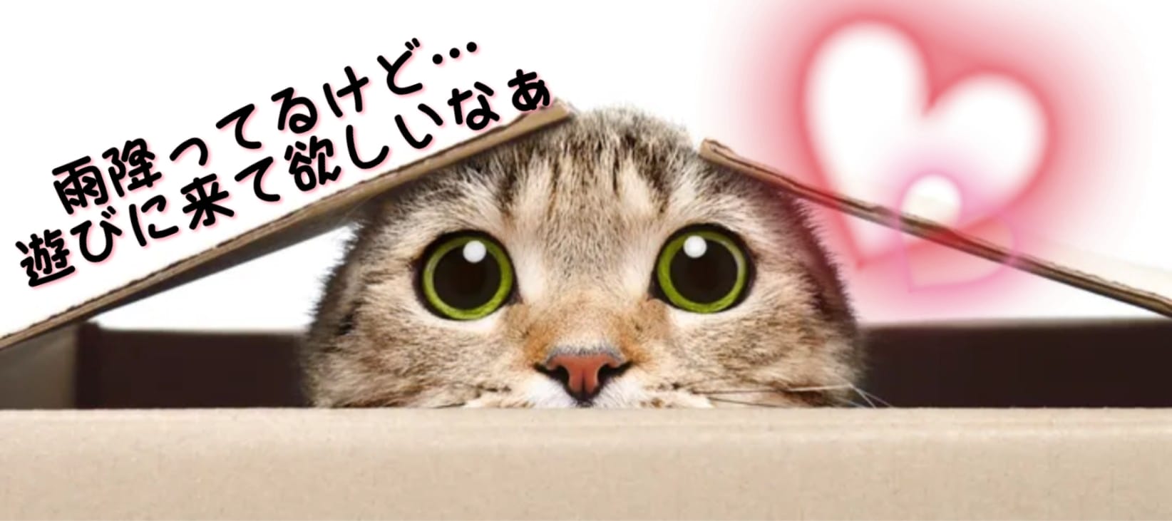 「また雨だぁー☔☹️」04/13(日) 14:20 | こはるの写メ日記
