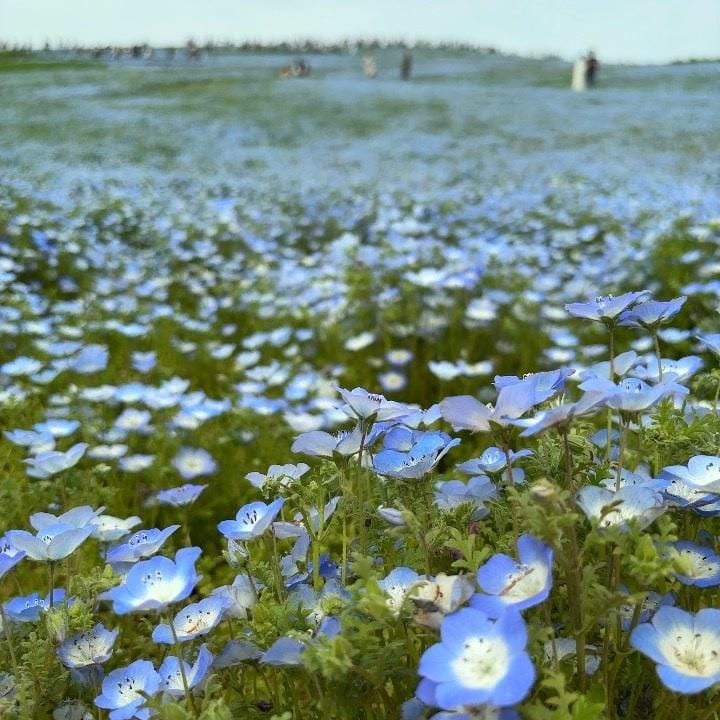 「ネモフィラ」04/20(日) 14:37 | こむぎの写メ