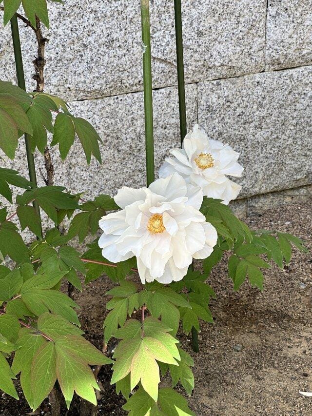 「18時から」04/24(木) 17:03 | あいこ若奥の写メ