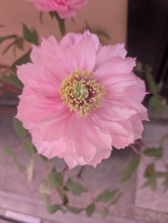 「明日♡出勤」05/18(日) 15:41 | りこの写メ