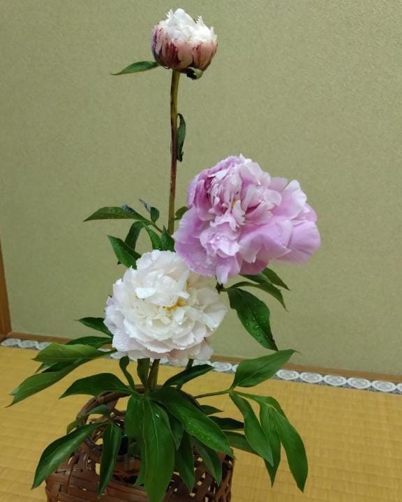 「立てば芍薬」05/18(日) 22:42 | 菜々美の写メ