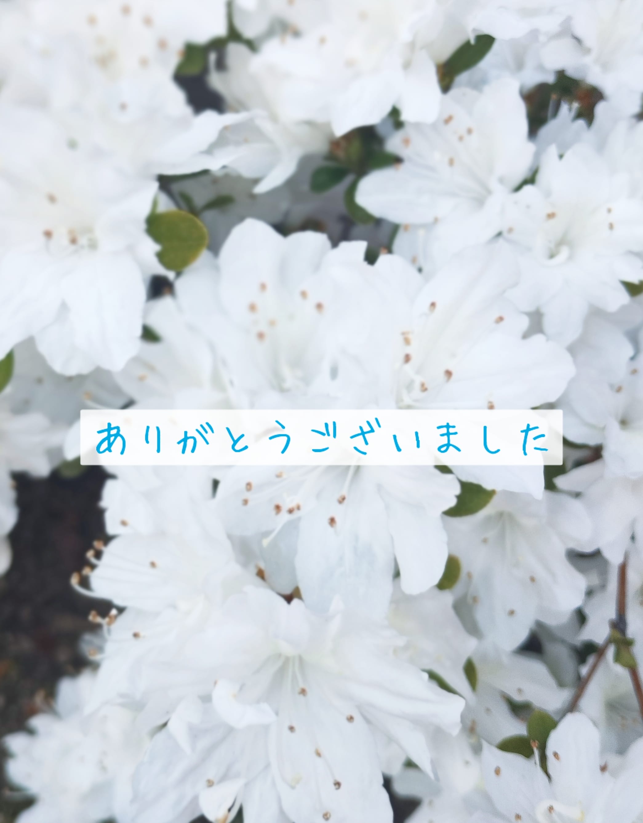 ゆき|福井県風俗エステの最新写メ日記