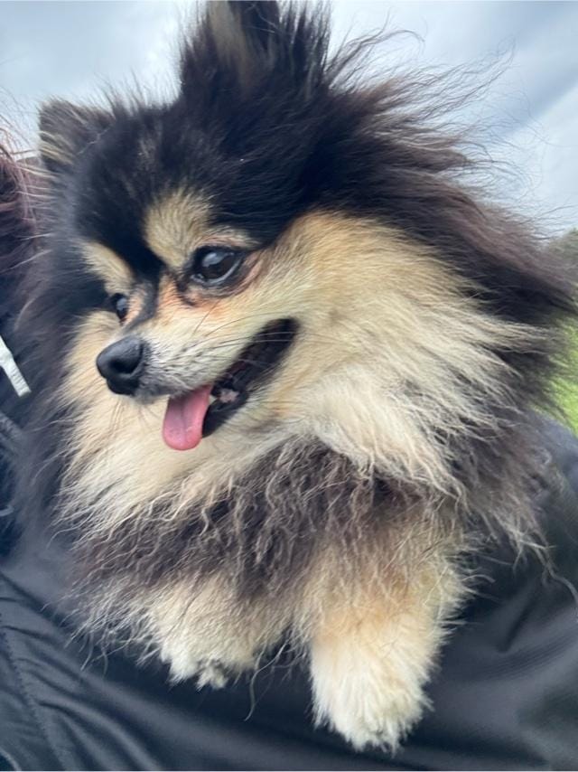 「」05/24(土) 21:27 | 藤谷香文の写メ日記