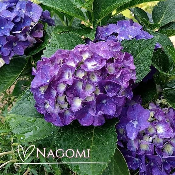 「ありがとうございました✨」06/14(土) 23:43 | 小野 なごみの写メ