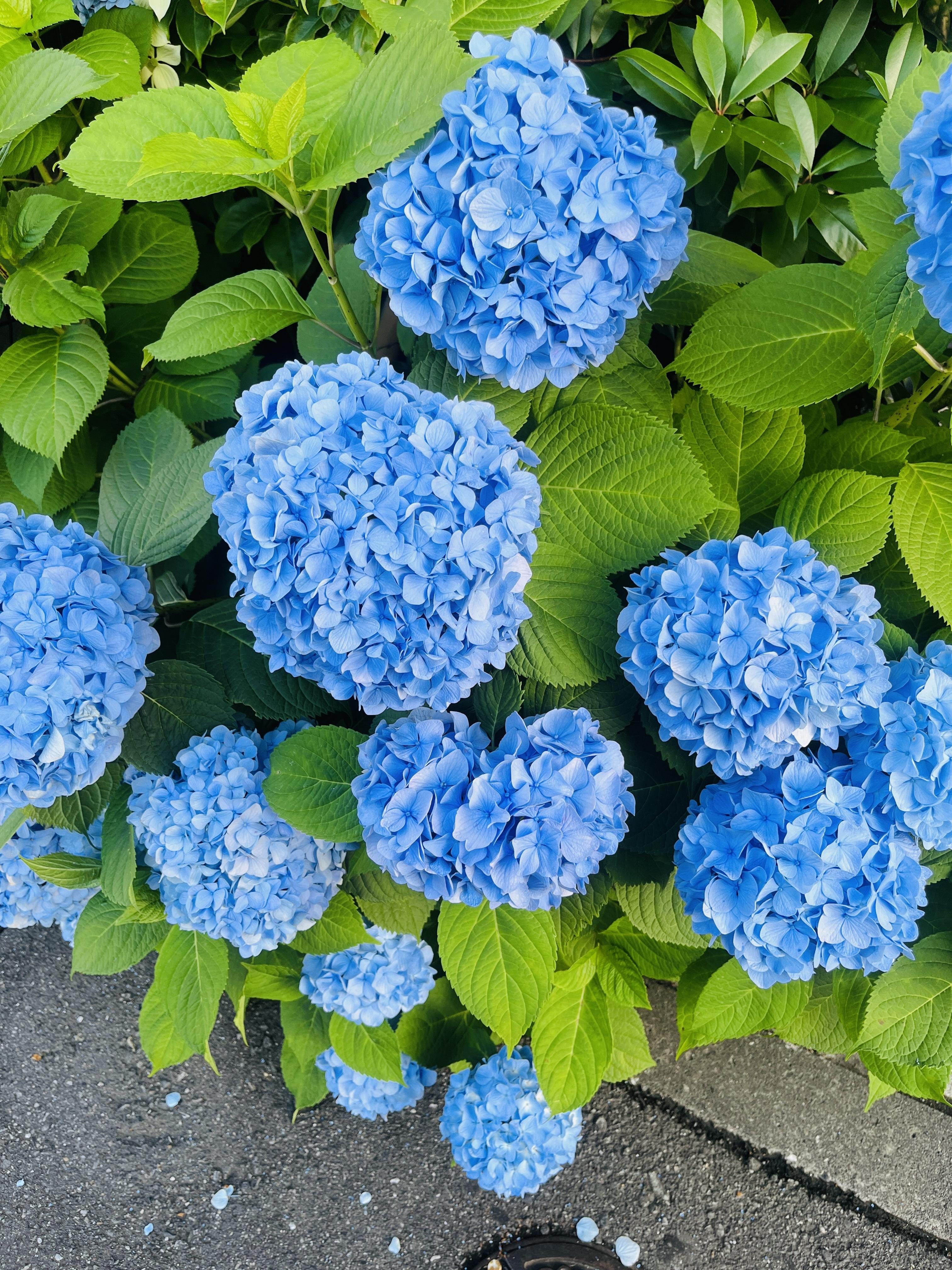 「出勤予定」06/17(火) 11:46 | りこの写メ