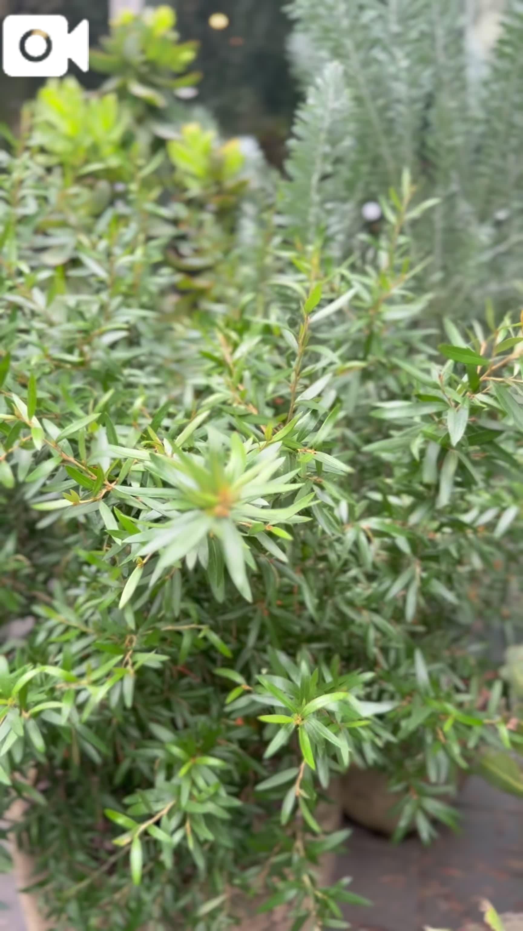 「整形外科の帰りに」07/05(土) 14:51 | 宮路 りさ子の写メ日記
