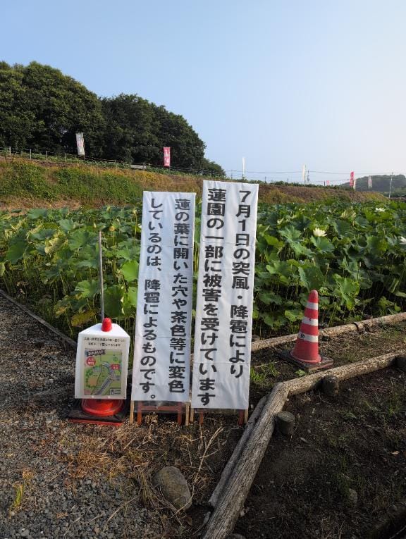 「蓮の花を見に行って来ました。往復1時間半くらいかな」07/09(水) 07:08 | ちずるの写メ