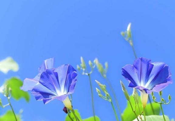 マリア|鹿児島県ソープの最新写メ日記