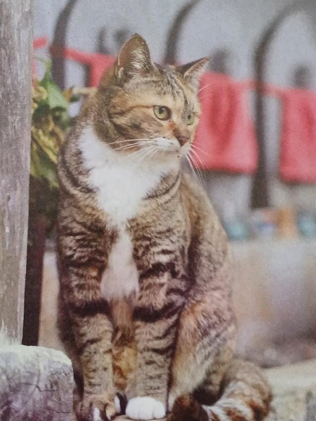 「おはようございます(=^ェ^=)」07/18(金) 06:21 | いろはの写メ