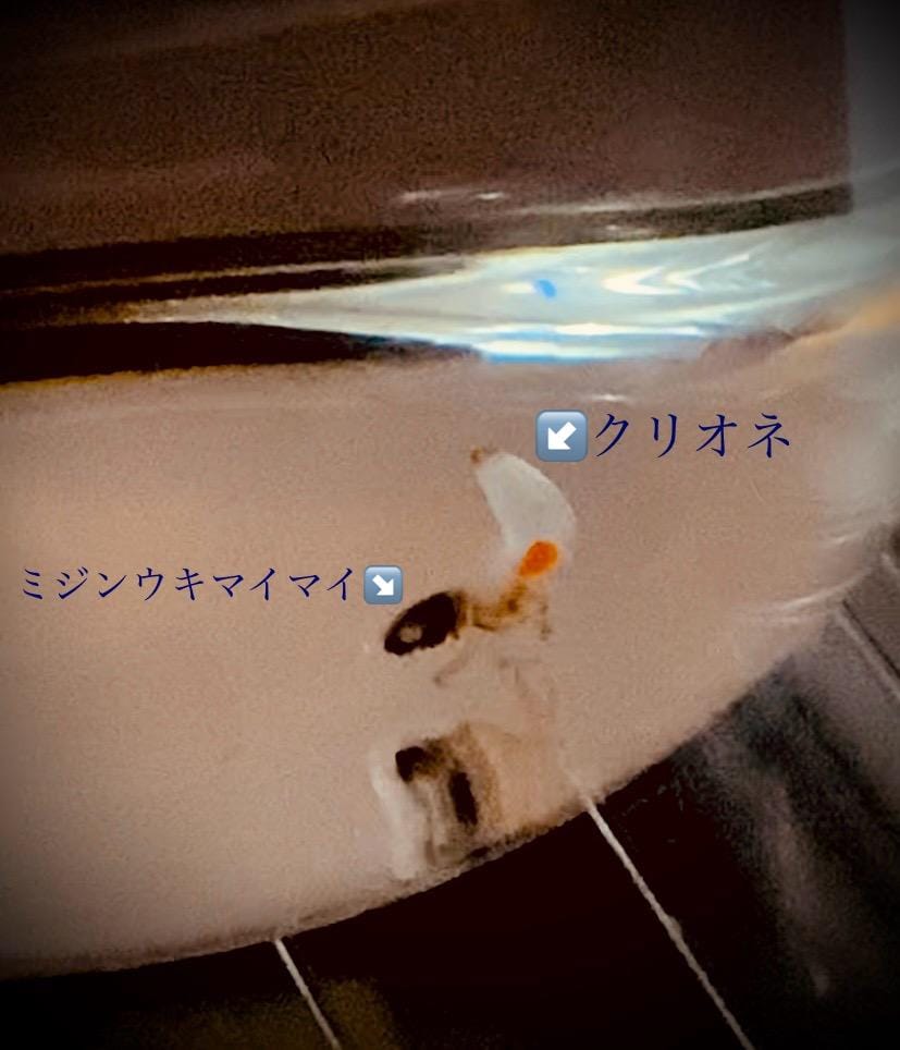 「流氷の天使」07/18(金) 21:18 | 海月　あおばの写メ