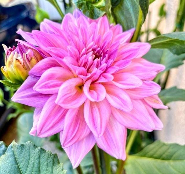 ミキ|大和デリヘルの最新写メ日記