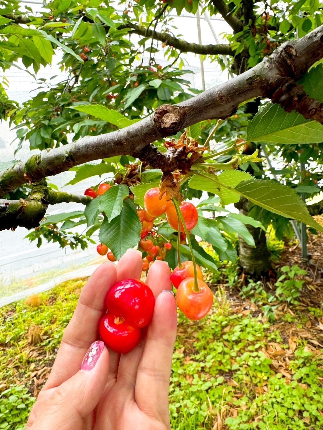 「昨日のお礼です」08/13(水) 09:30 | あきなの写メ