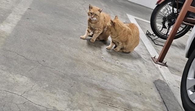 「お礼　Yayaya　Sさん」11/03(月) 11:57 | 大原の写メ