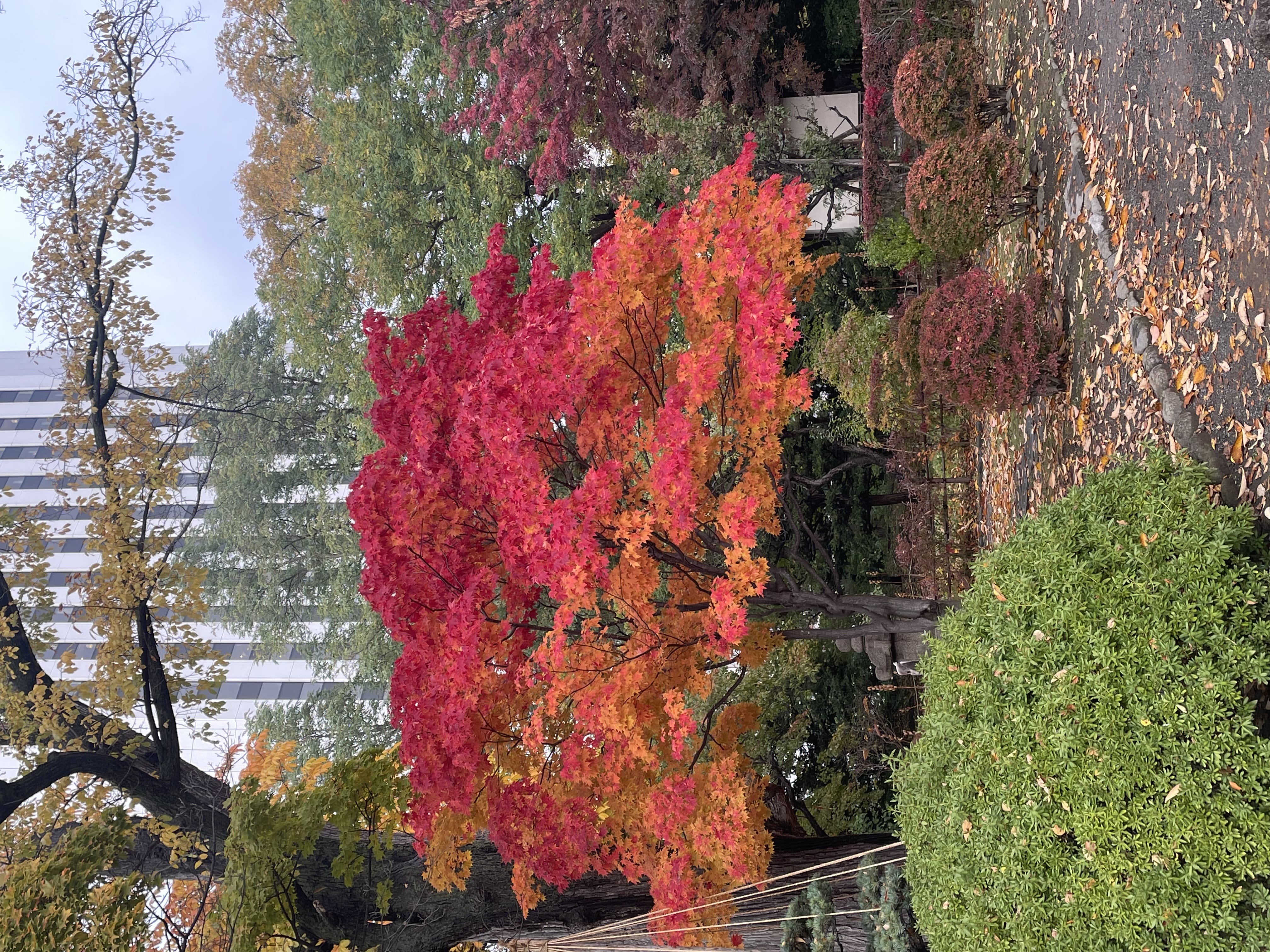 「おすそ分け」11/03(月) 16:55 | このみの写メ日記