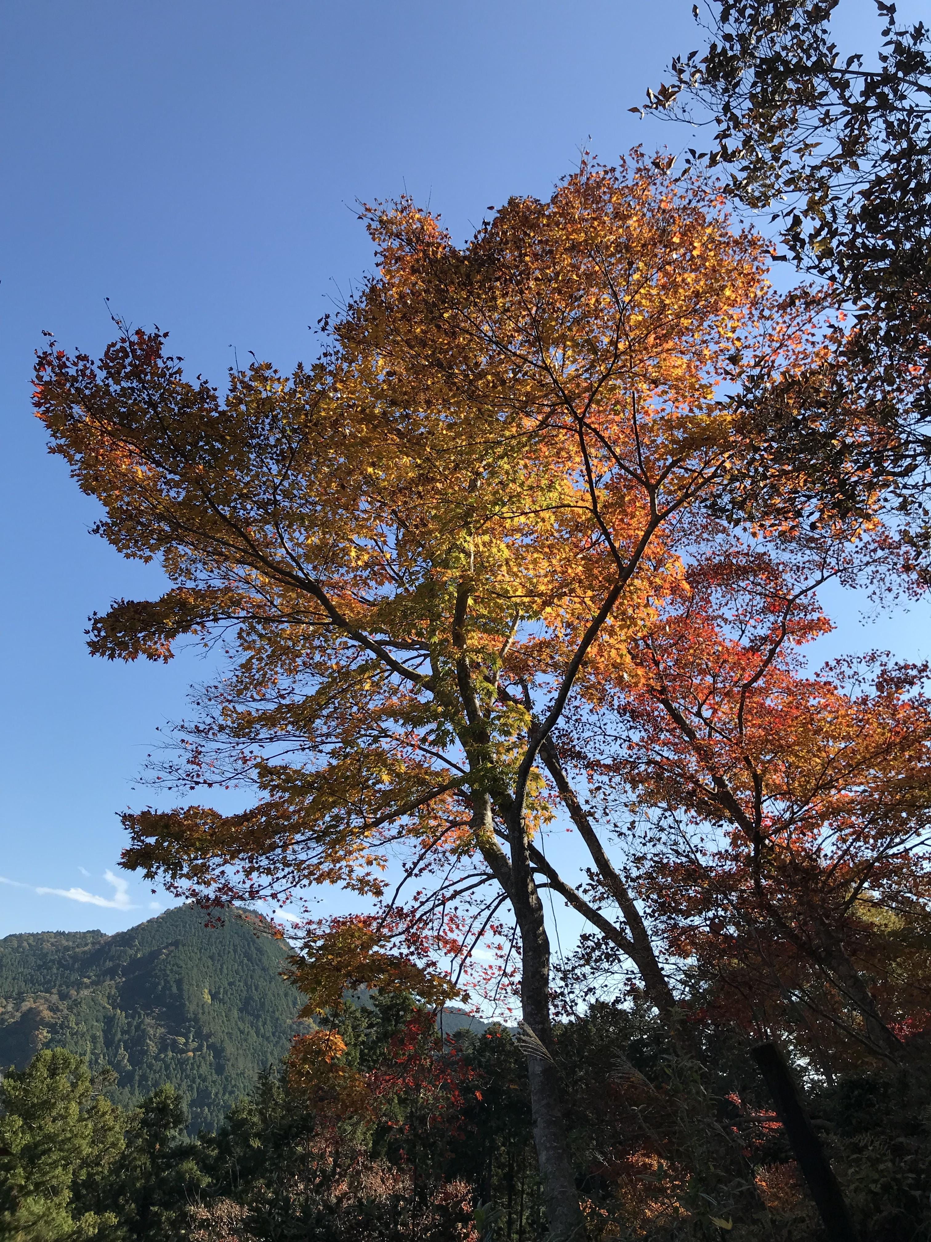「午後から」11/03(月) 17:01 | 淡海の写メ