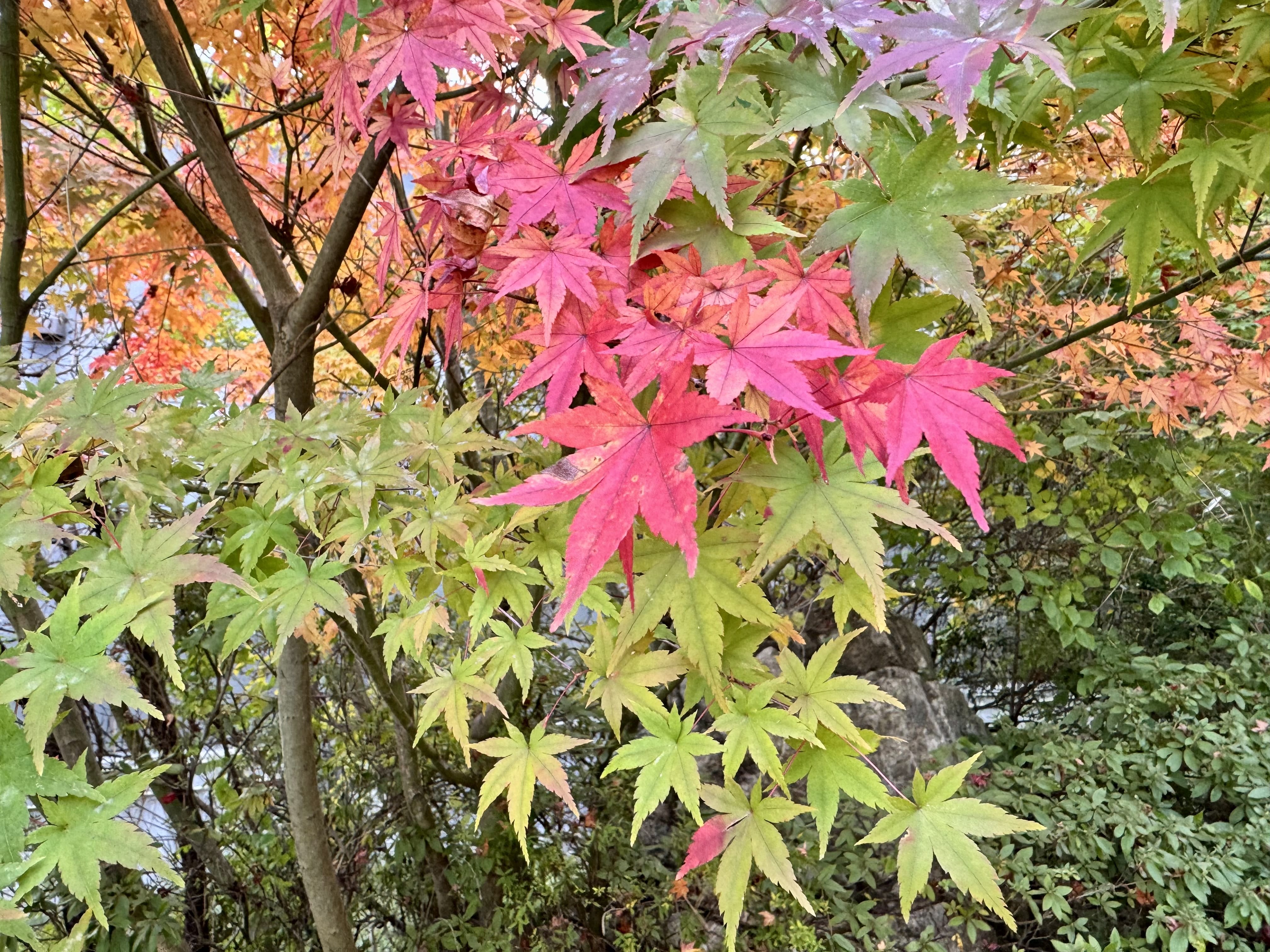 つかさ「17時から」11/06(木) 13:54 | つかさの写メ