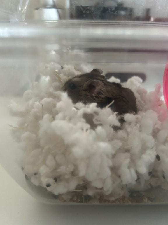 「女の子の日」11/06(木) 20:43 | (くずは)メロメロ空間性支配者の写メ