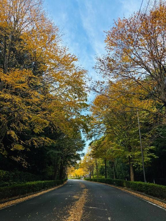 「秋晴れの休日日記」11/07(金) 00:25 | 白石すみなの写メ