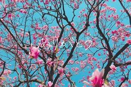 ありがとうございます