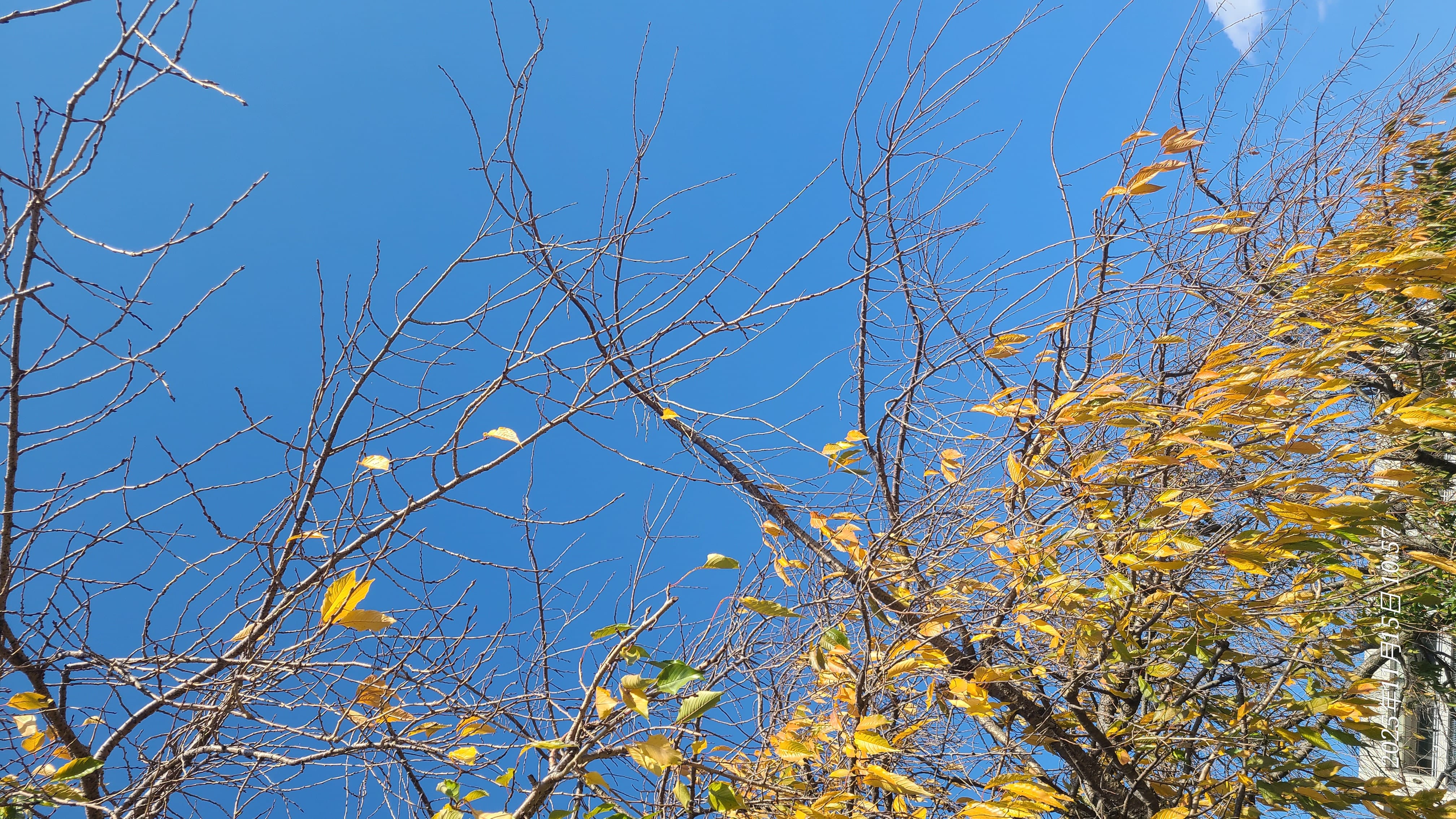 琴音「琴音です」11/15(土) 11:02 | 琴音の写メ