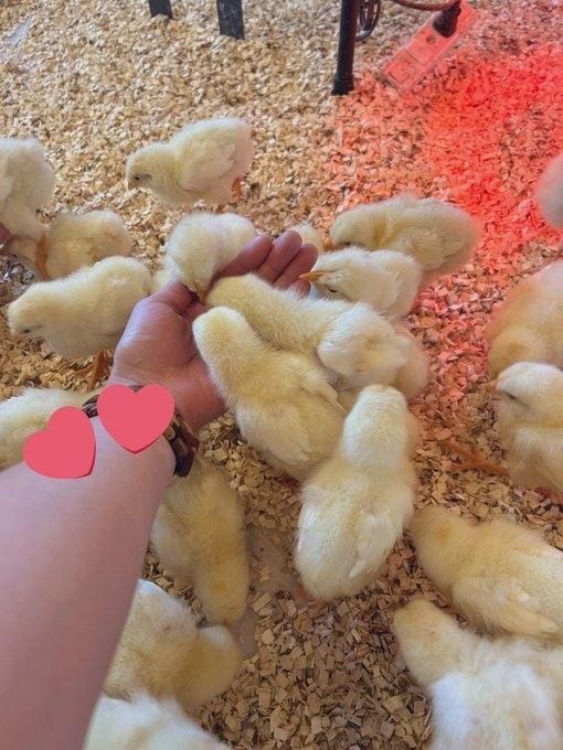 「ひよこは」11/15(土) 14:46 | チュパカブラの写メ