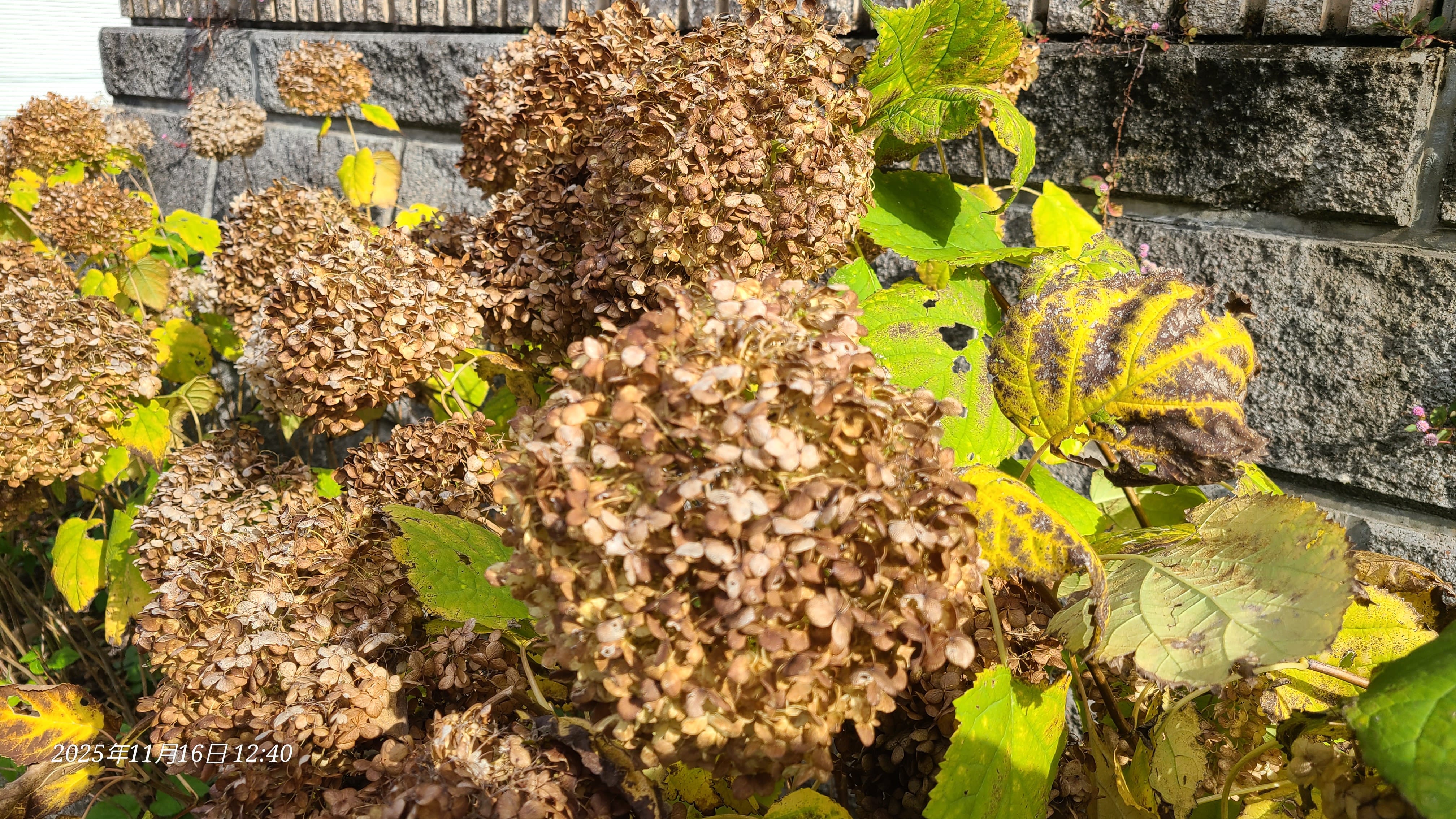 琴音「琴音」11/16(日) 12:44 | 琴音の写メ