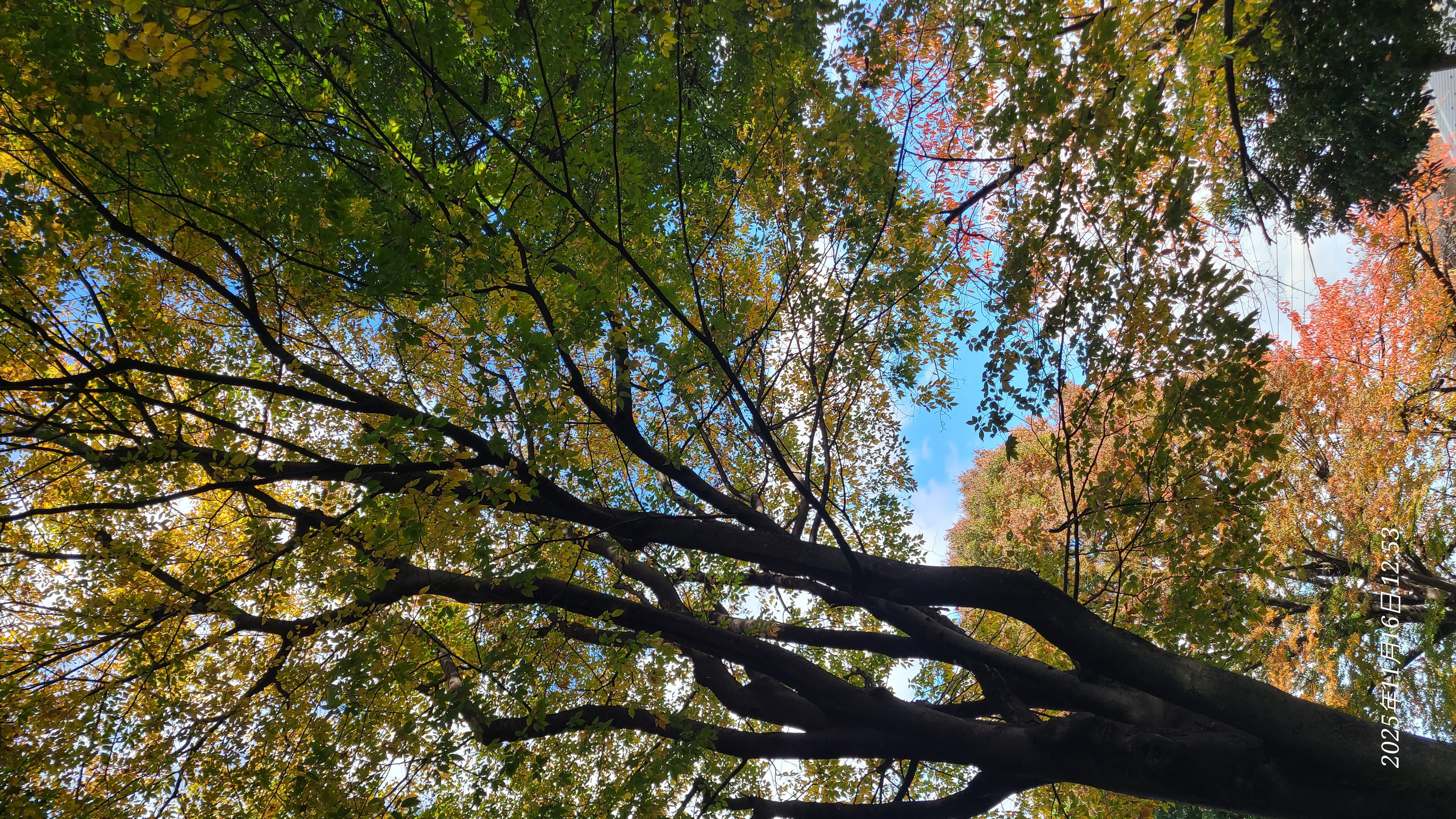 琴音「琴音です」11/16(日) 12:56 | 琴音の写メ