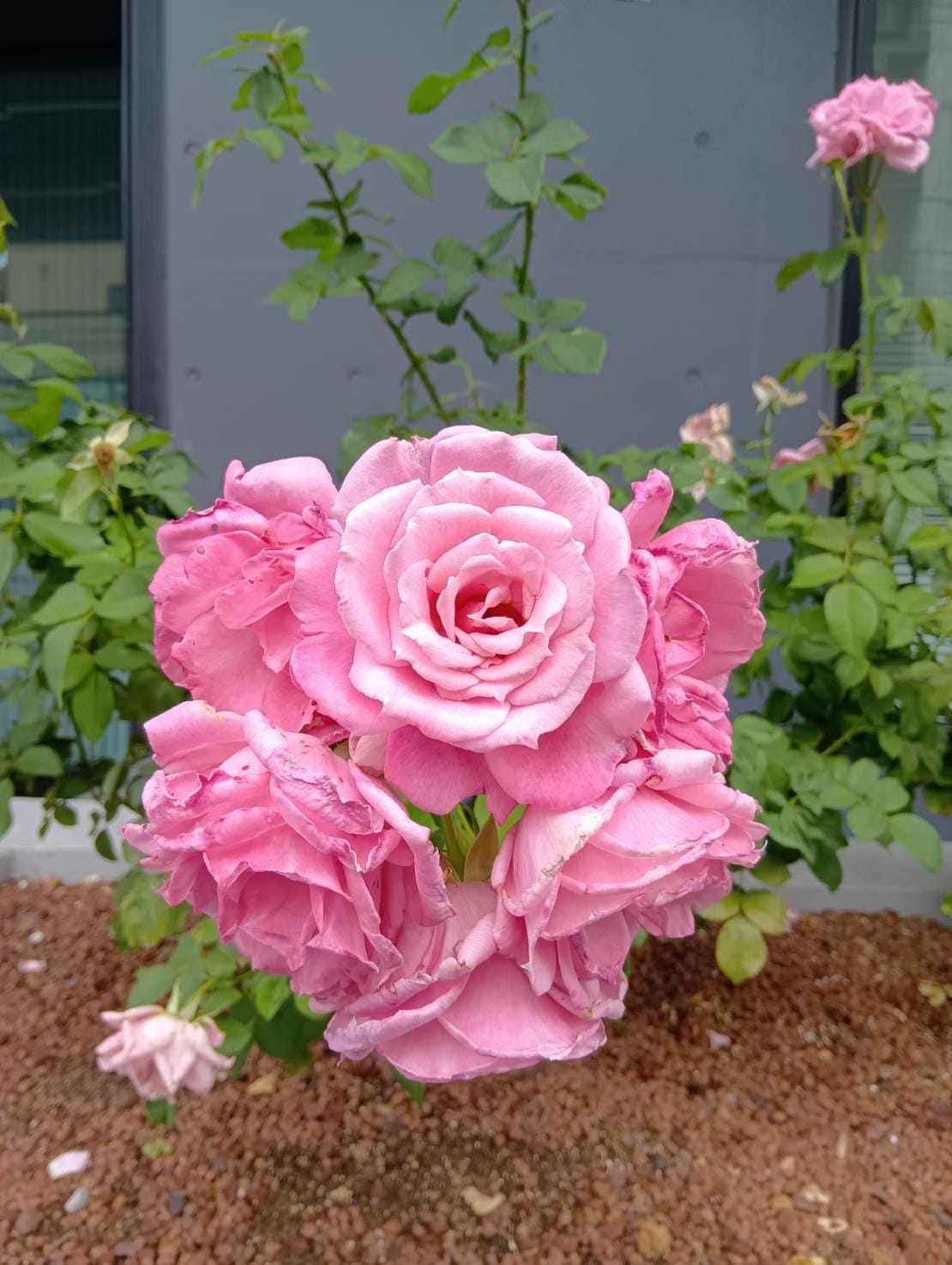 「こんにちわ」11/17(月) 10:58 | さゆりの写メ