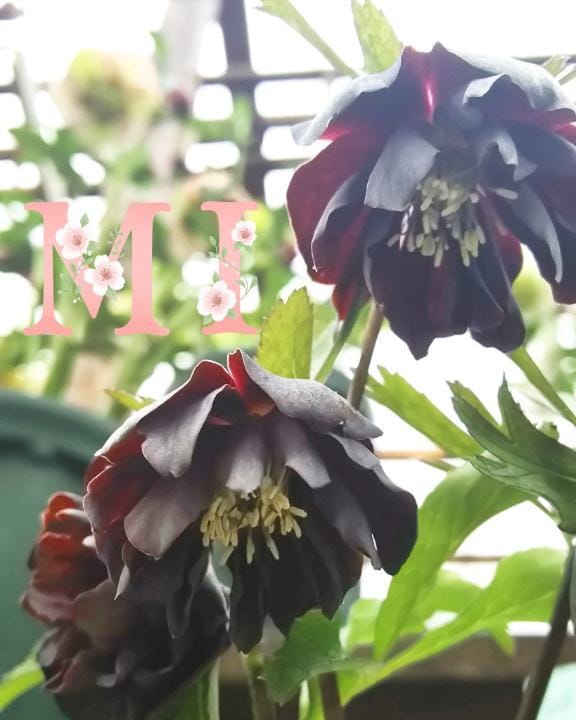 「嬉しかった事(*´ｪ`*)。。❣」11/18(火) 15:39 | 大西 みさきの写メ日記