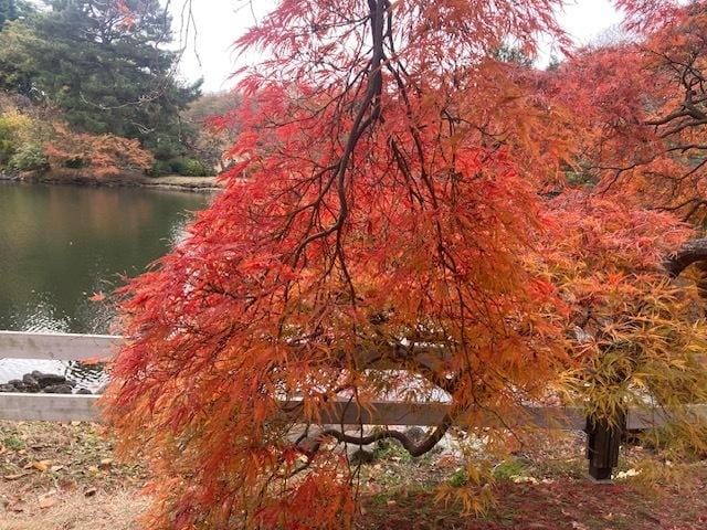 「新宿御苑⭐︎」11/24(月) 21:47 | せなの写メ