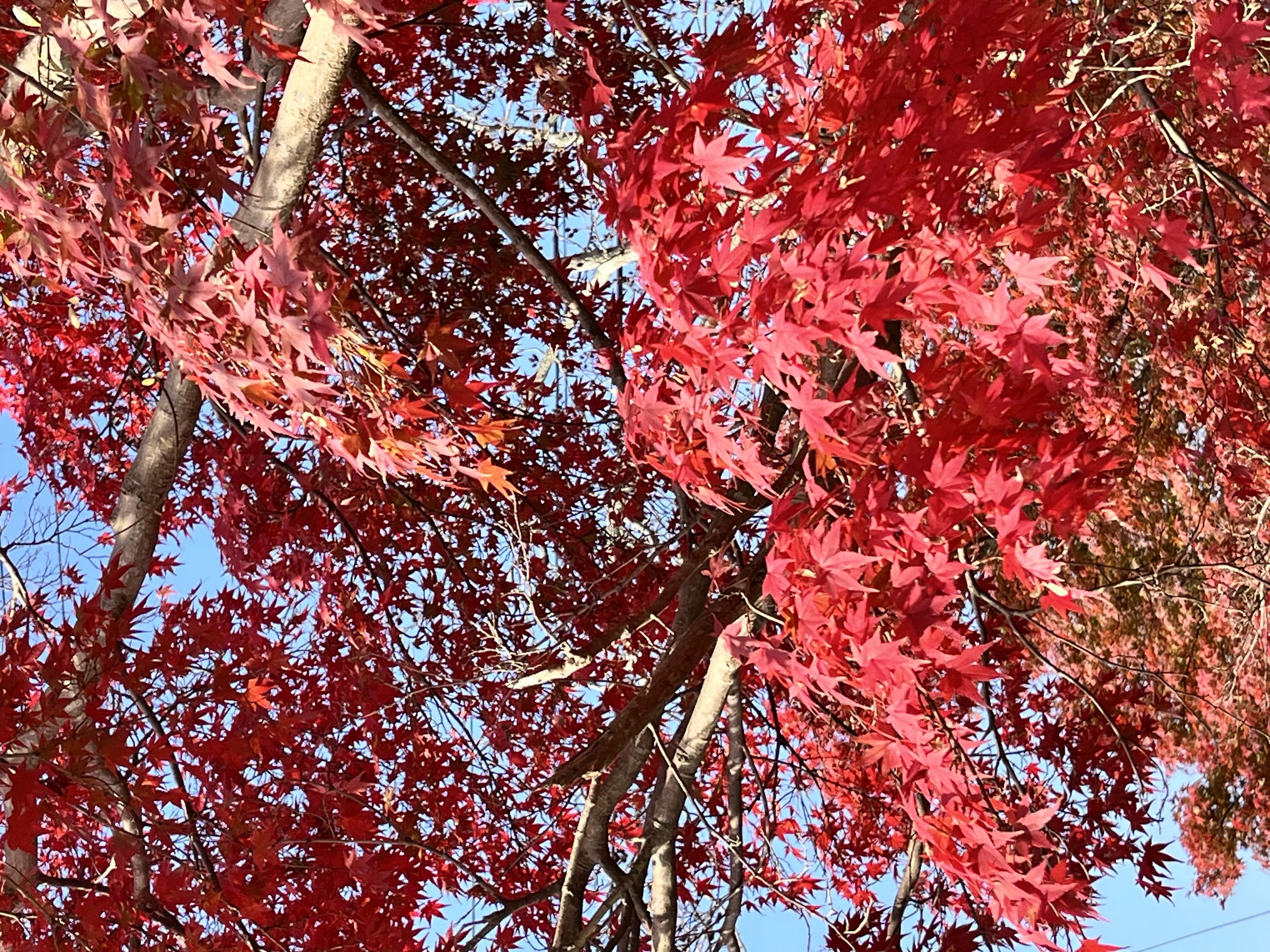 「つむぎです！」12/01(月) 09:58 | つむぎの写メ