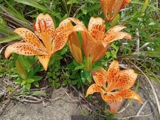 「こんにちわ」12/01(月) 11:05 | さゆりの写メ