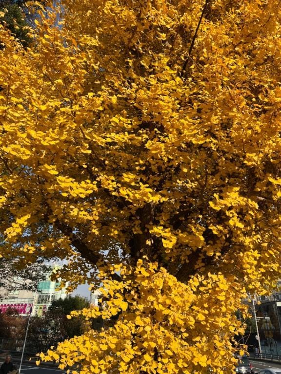 「紅葉ですね～」12/03(水) 17:31 | Gの未体験衝撃『あおい』の写メ