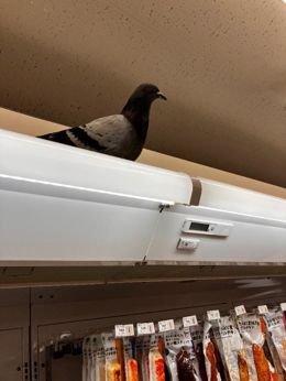 急遽出勤します! 夏川あさひ☀️