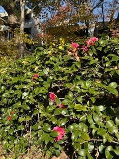 「こんにちわ」12/08(月) 11:02 | さゆりの写メ