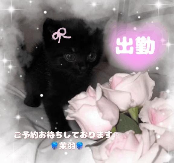 茉羽【まう】STANDARD「出勤✦.°」12/09(火) 19:36 | 茉羽【まう】STANDARDの写メ