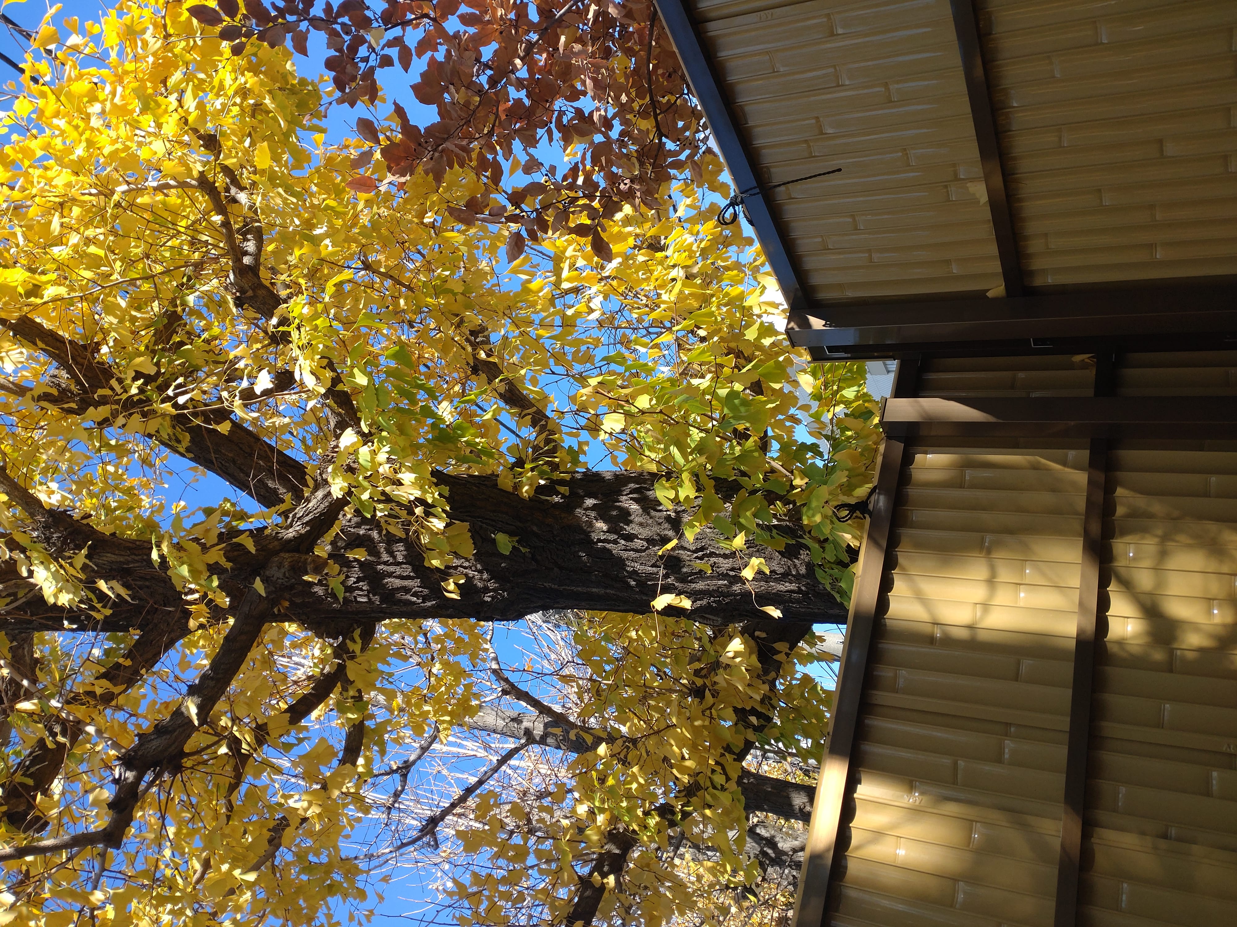 「赤くなったり黄色くなったり」12/12(金) 09:53 | あずきの写メ日記