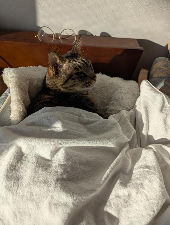 「明日から３連勤休」12/15(月) 09:06 | 猫井 みやこの写メ