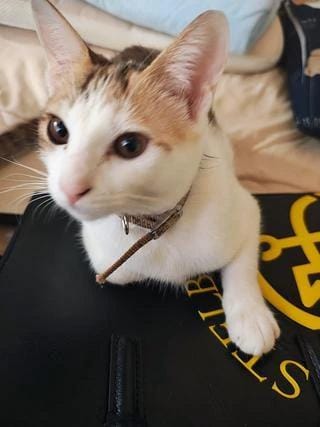 「おはざいます|ω･)」12/18(木) 08:43 | ななの写メ