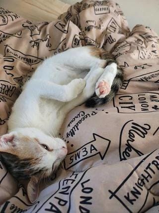 「体調復活」12/19(金) 01:43 | ななの写メ