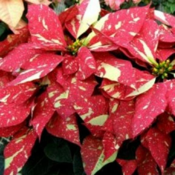 「有り難う御座いました」12/28(日) 03:08 | けいの写メ