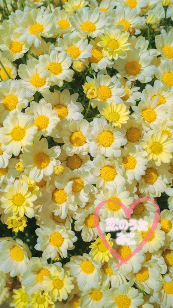 「12月8日のお礼❣️」12/28(日) 11:58 | みこ未経験の写メ