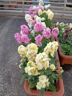 「こんにちわ」12/29(月) 11:02 | さゆりの写メ