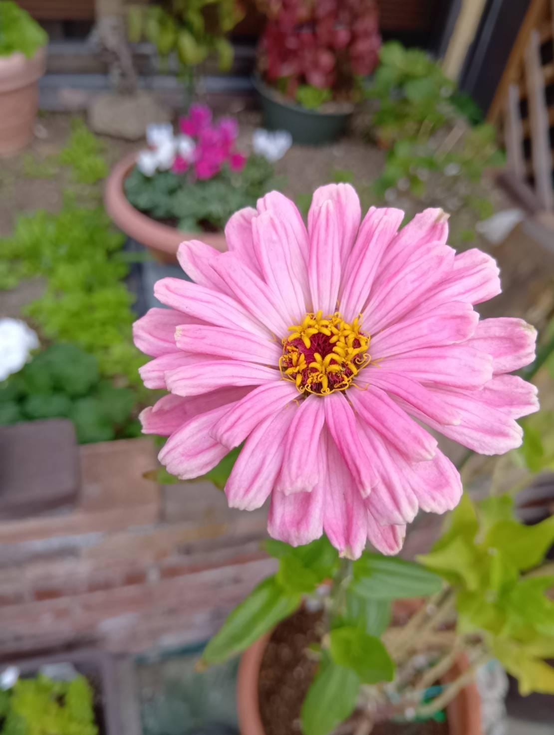 「こんにちわ」12/30(火) 10:55 | さゆりの写メ